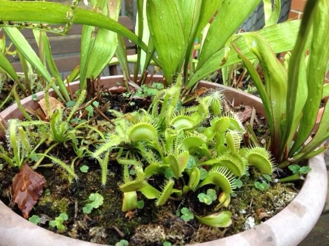 Fly Traps among the Sarracenia and Sundew - January 2013