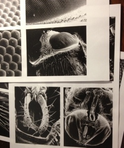 Images of a fly under the Scanning Electron Microscope (taken 20 years ago!)