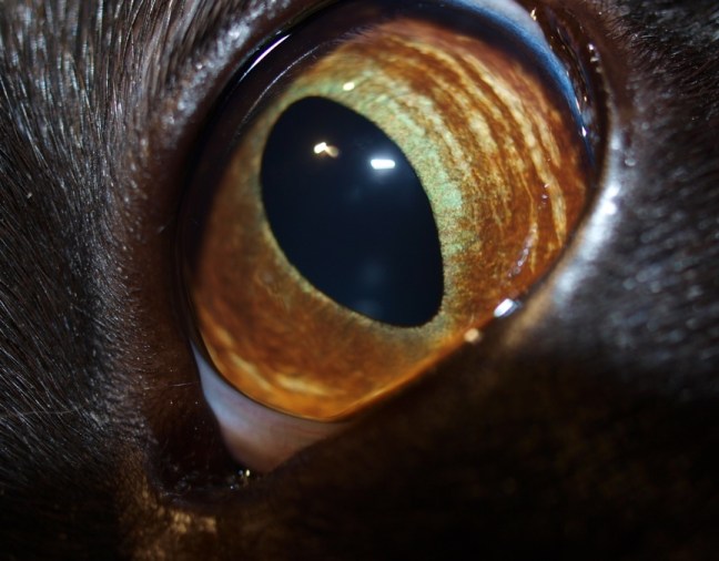 Chenna evileye Devilcat