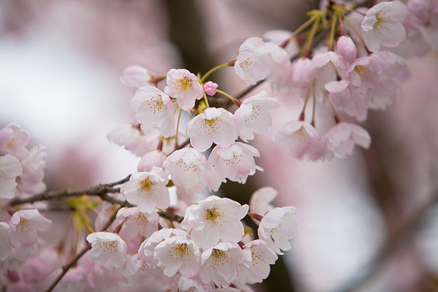 Spring bloom - image courtesy Wikimedia Commons