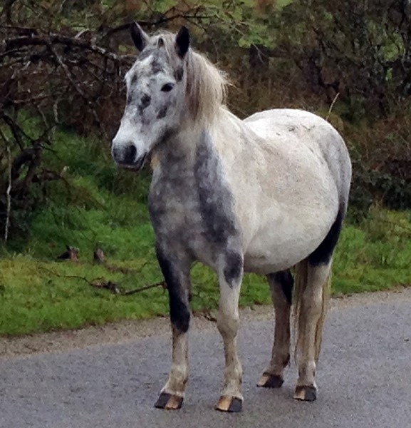 Pony on Bodmin Moor (from my recent trip)
