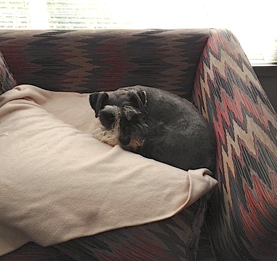 Buddy in devilcat's bed