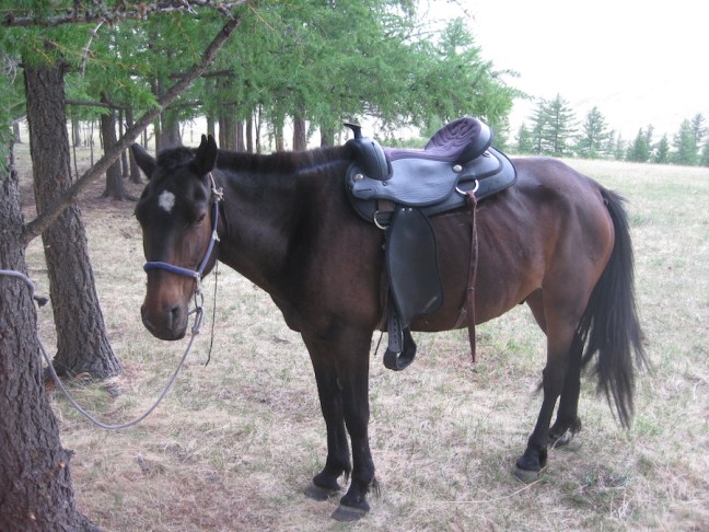 My horse, Sir Placid