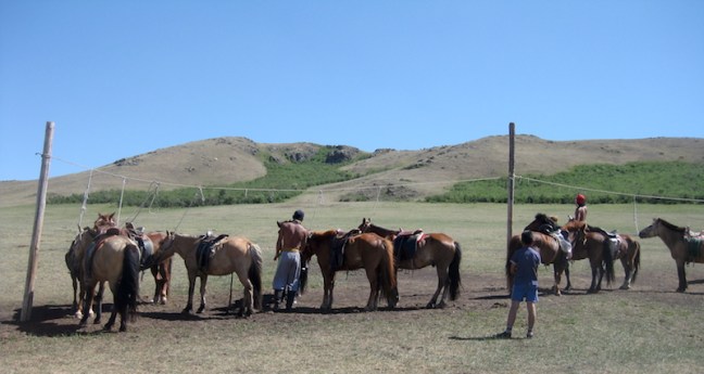 Steppe Riders horses, Mongolia