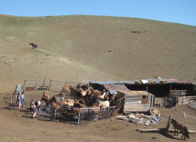 stepperiders_horsecorral