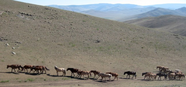 stepperiders_roundinghorses