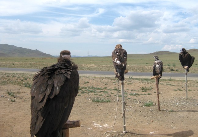 Day 4 - roadside eagles